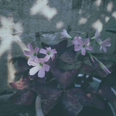 28网站下载手机版