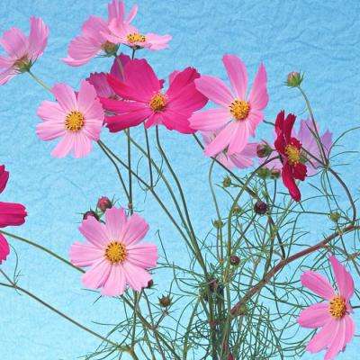 BOB半岛·中国官方网站入口